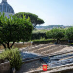 Huerto del Vaticano se convierte en 100% orgánico y alimenta a monjas benedictinas